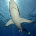 shark_silky_far_jar_v_0537_cub5613.jpg